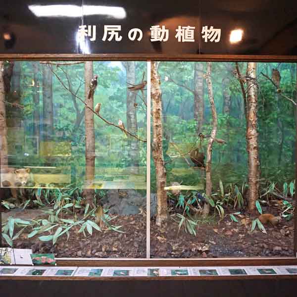 利尻島 郷土資料館 利尻の動植物