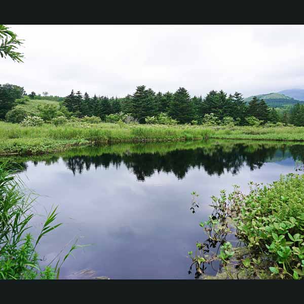 利尻島 南浜湿原 メヌウショロ沼