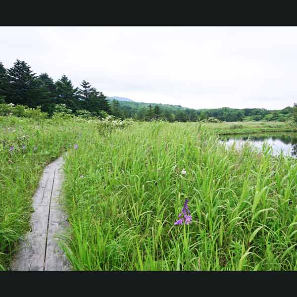 利尻島 南浜湿原 ルート