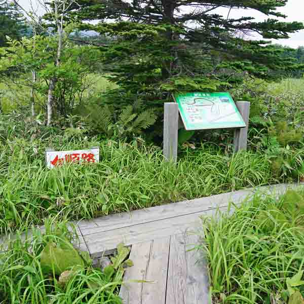 利尻島 南浜湿原 分岐