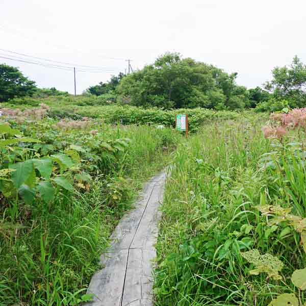 利尻島 南浜湿原 ルート
