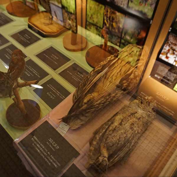 利尻島 利尻町立博物館 はく製