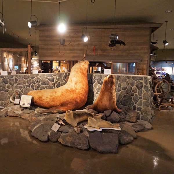利尻島 利尻町立博物館 海に関するコーナー