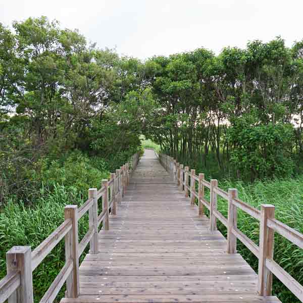 サロベツ湿原 下サロベツ原野園地 木道
