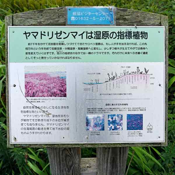 看板 ヤマドリゼンマイは湿原の指標植物について