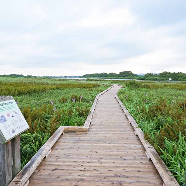 サロベツ湿原 下サロベツ原野園地 木道