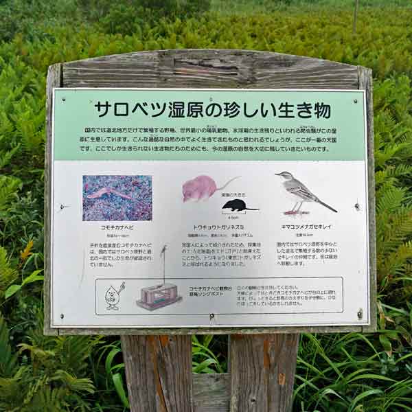 看板 サロベツ湿原の珍しい生き物について