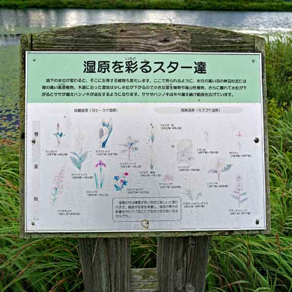 看板 湿原を彩るスター達について