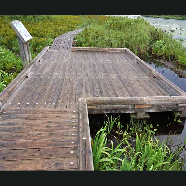 サロベツ湿原 下サロベツ原野園地 水性植物観察デッキ