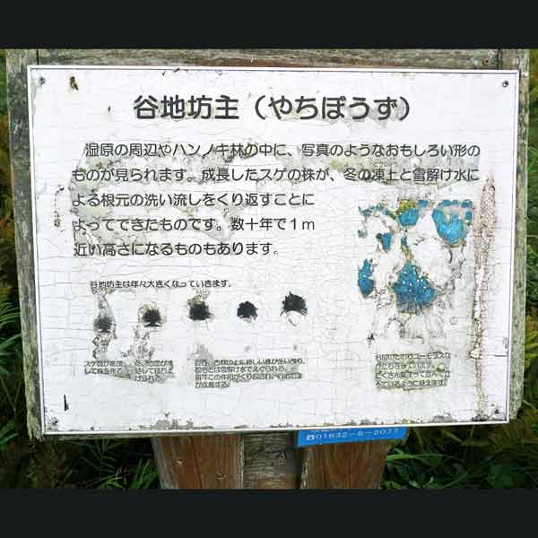 看板 谷地坊主について
