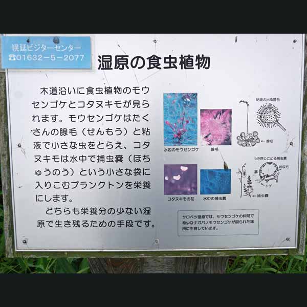 看板 湿原の食虫植物