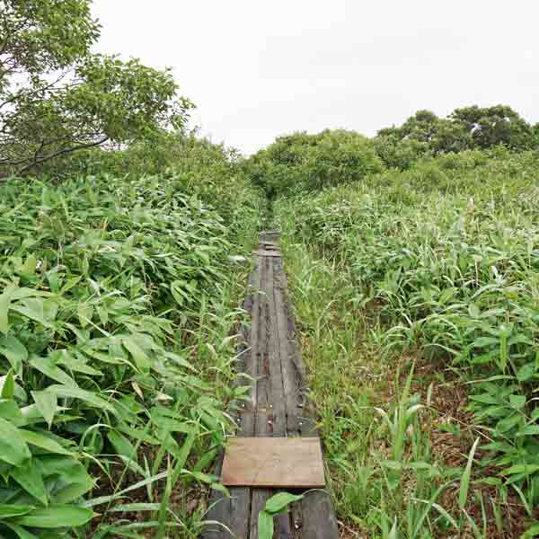 サロベツ湿原 木道