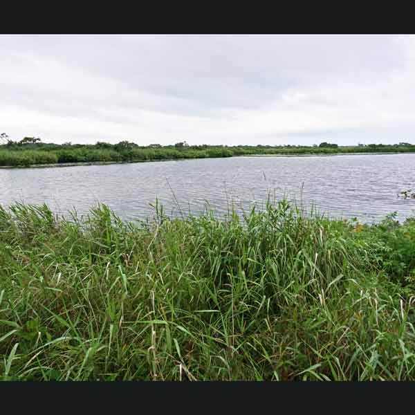 サロベツ湿原 小沼
