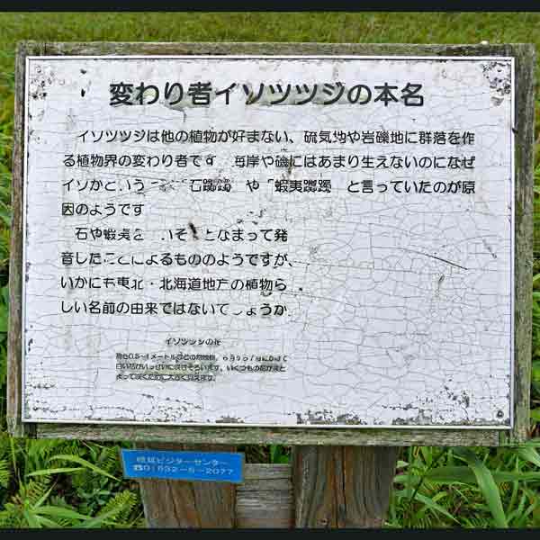 看板 変わり者イソツツジの本名について