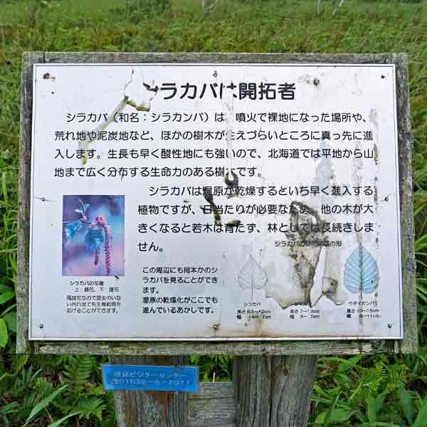 看板 シラカバは開拓者について