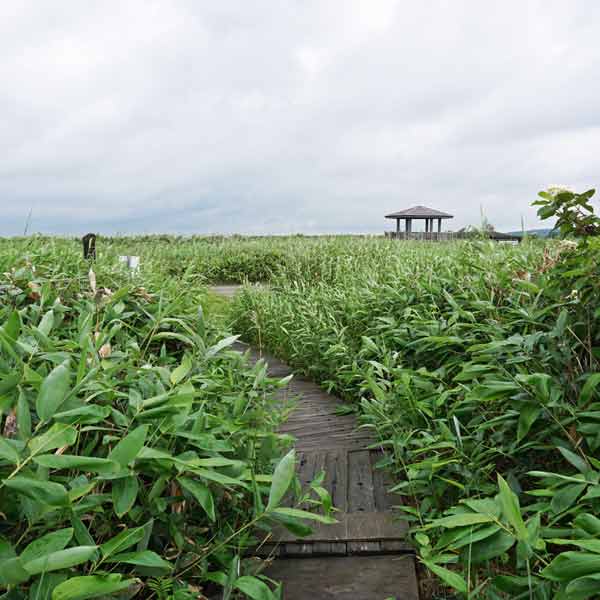 サロベツ湿原 パンケ沼園地
