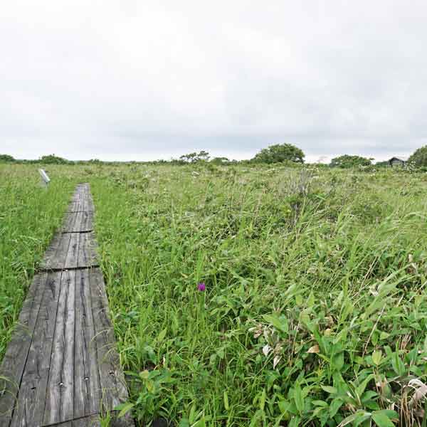 サロベツ湿原 パンケ沼園地 木道