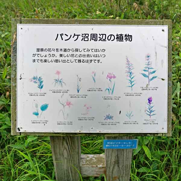 看板 パンケ沼周辺の植物について