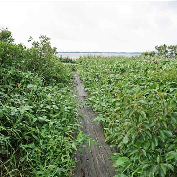 サロベツ湿原 パンケ沼園地 木道