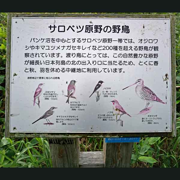 看板 サロベツ原野の野鳥について