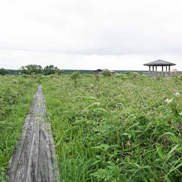 サロベツ湿原 パンケ沼園地 木道
