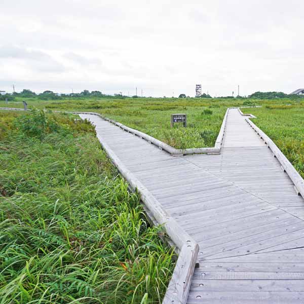 サロベツ湿原 下サロベツ原野園地 分岐