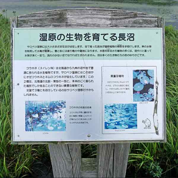 看板 湿原の生物を育てる長沼について