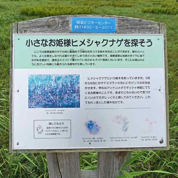 看板 小さなお姫様ヒメシャクナゲを探そうについて