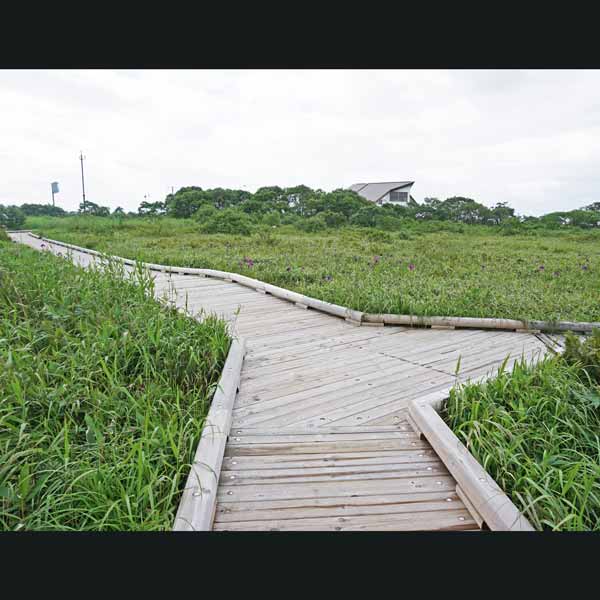 サロベツ湿原 下サロベツ原野園地 分岐