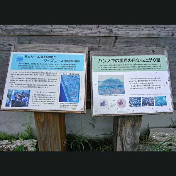 看板 ラムサール条約湿地とワイズユース／ハンノキは湿原の目立ちたがり屋