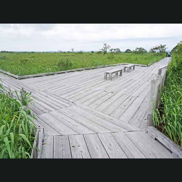 サロベツ湿原 サロベツ原生花園 分岐