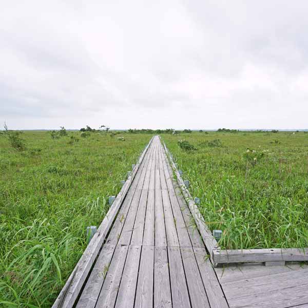サロベツ湿原 サロベツ原生花園 木道外周