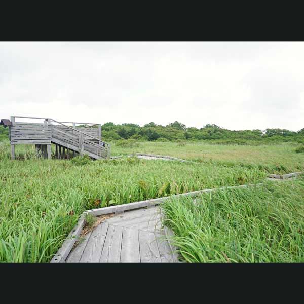 サロベツ湿原 サロベツ原生花園 合流地点