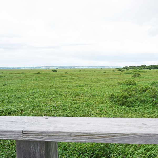サロベツ湿原 サロベツ原生花園 展望デッキ