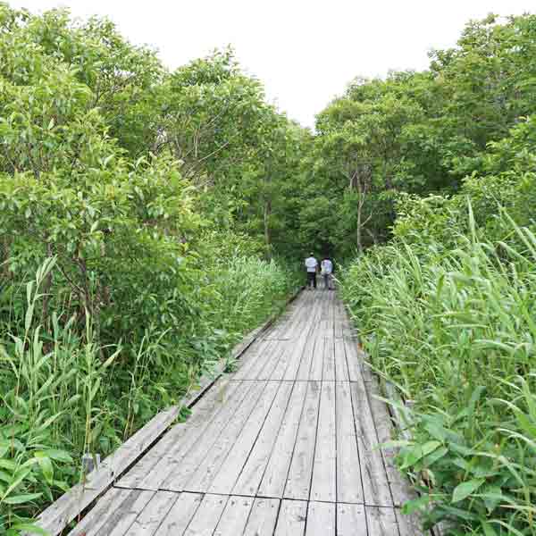サロベツ湿原 サロベツ原生花園 木道