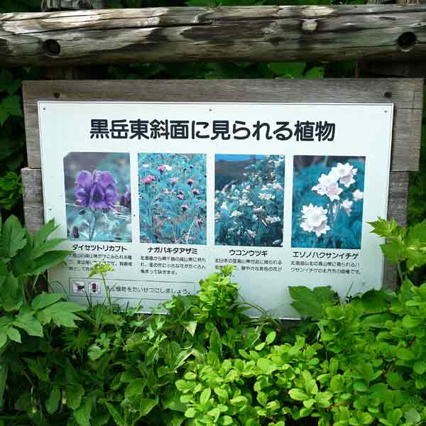 看板 黒岳東斜面に見られる植物について