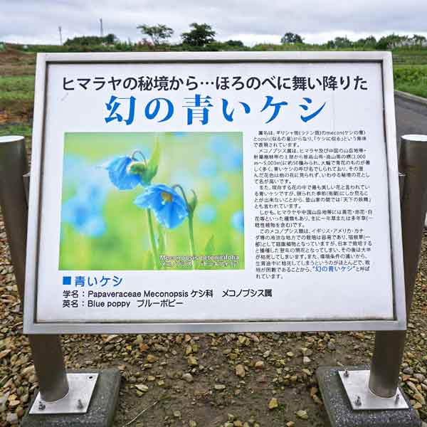 看板 幻の青いケシについて