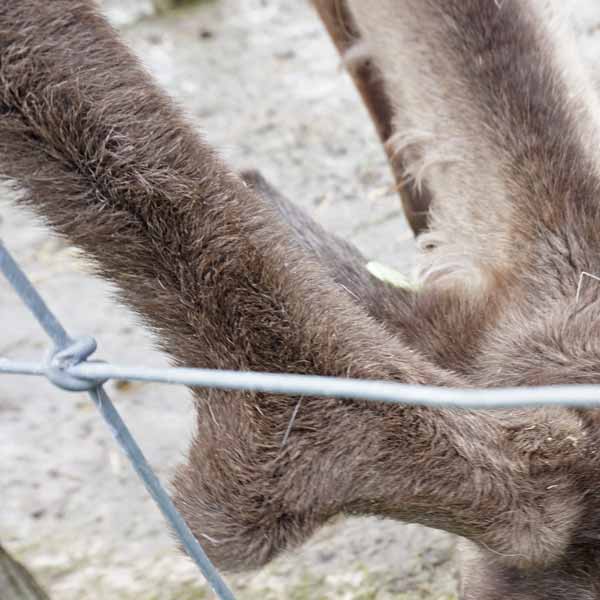 トナカイ観光牧場 餌やり