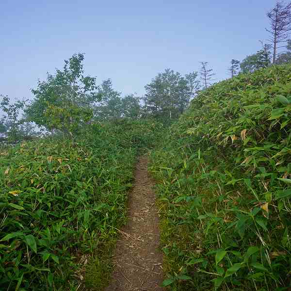 雲海テラス 登山道