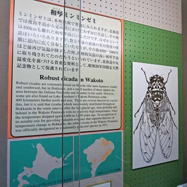 アイヌ民族資料館 和琴ミンミンゼミについて