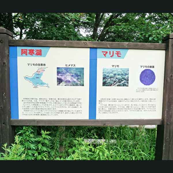 看板 阿寒湖・マリモについて
