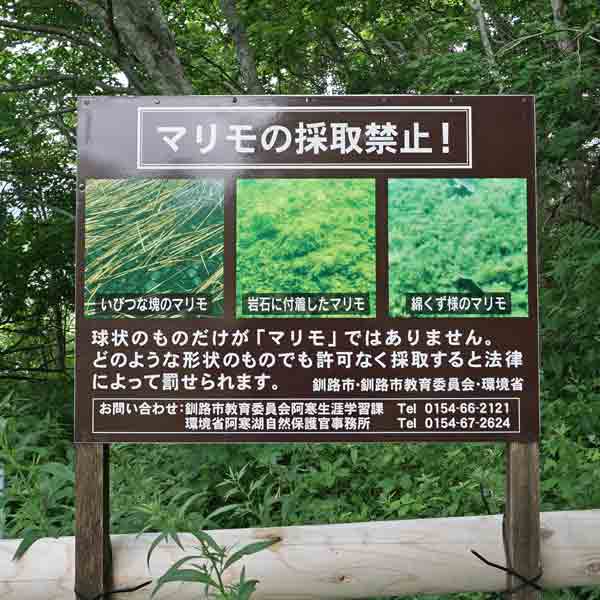 看板 マリモの採取禁止について