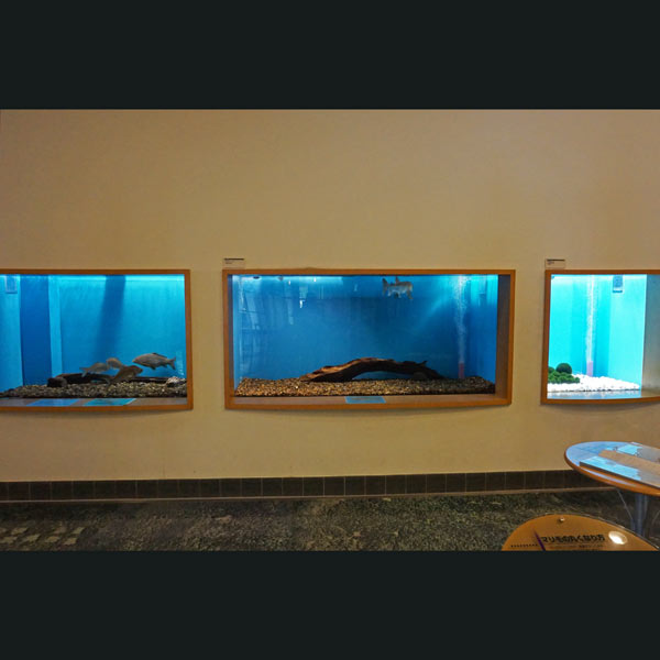 阿寒湖畔エコミュージアムセンター 水槽展示