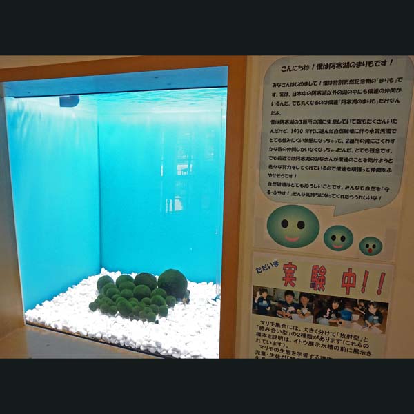 阿寒湖畔エコミュージアムセンター マリモについて
