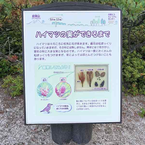看板 ハイマツの実ができるまでについて