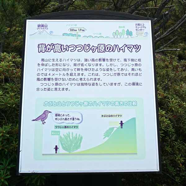 看板 背が高いつつじヶ原のハイマツについて