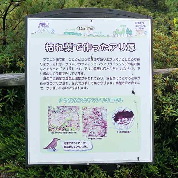 看板 枯葉で作ったアリ塚について