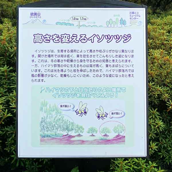 看板 高さを変えるイソツツジについて