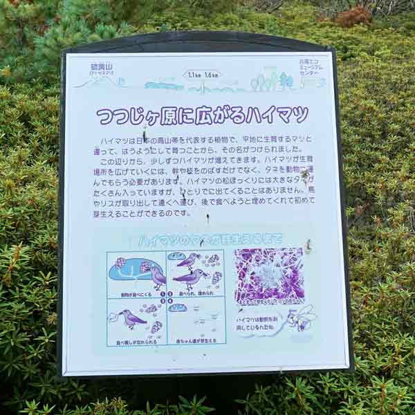 看板 つつじヶ原に広がるハイマツについて