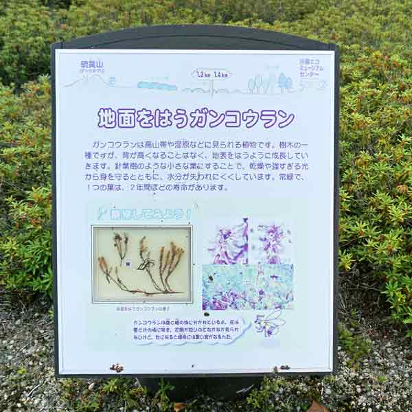 看板 地面をはうガンコウランについて